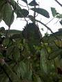 2003-04 martinique 074